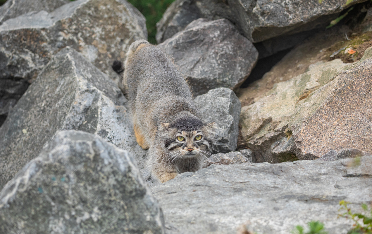 Pilny komunikat ZOO w Poznaniu. „Prosimy o czujność”
