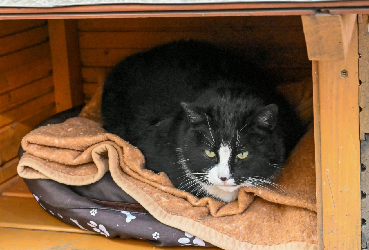 Ten kot rozkochał w sobie cały świat. Gacek doczekał się muralu w centrum miasta