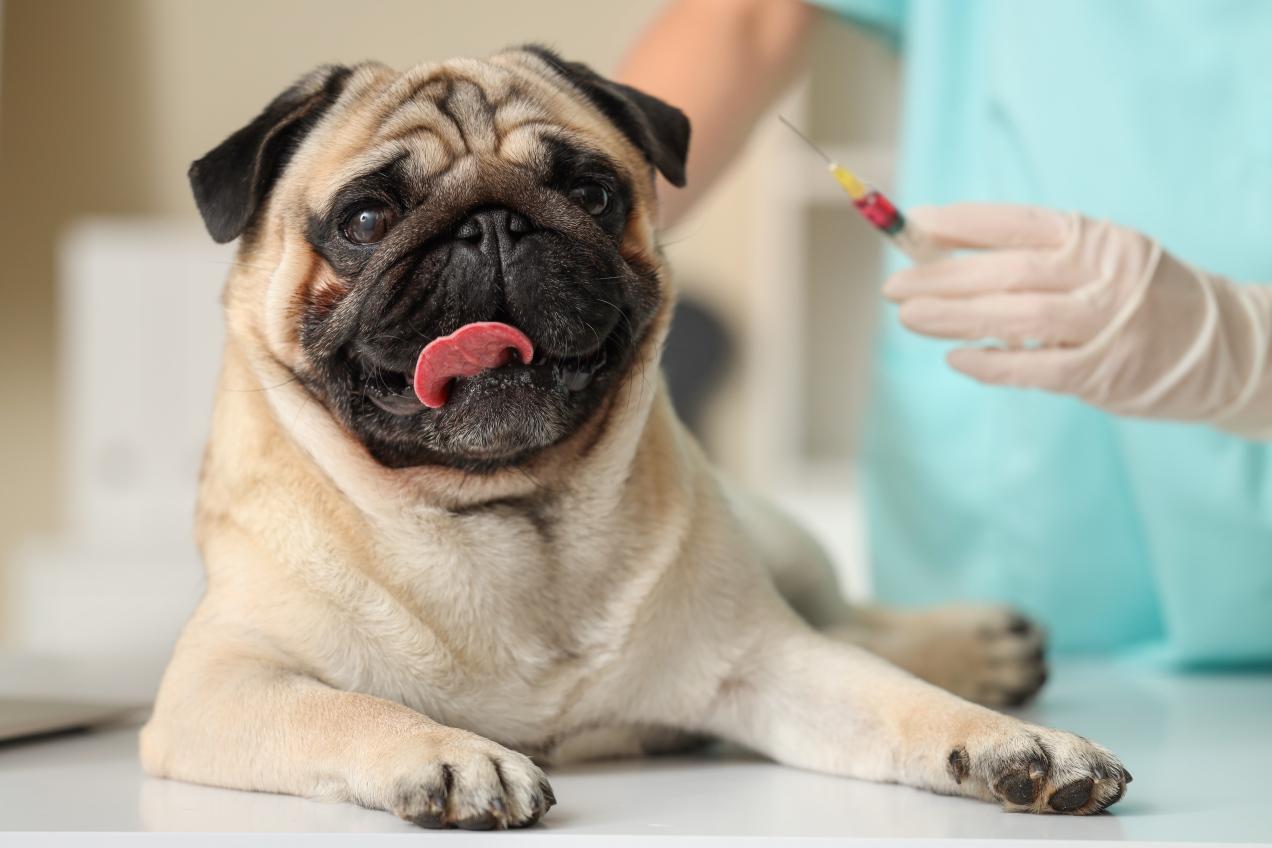 Nie tylko wścieklizna. Taki komplet szczepień powinien mieć twój pies