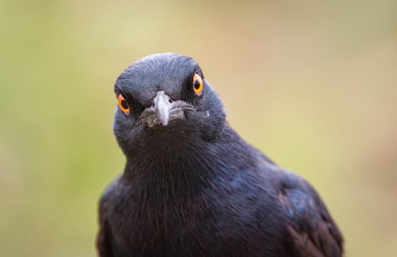 Ostrzeżenie dla osób mających szpaki w ogrodzie. To inteligentny ptak, który wiele potrafi, ale...