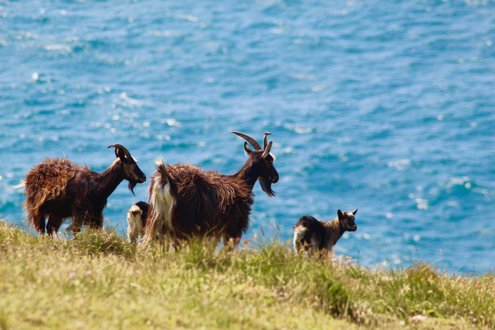 Na tej wyspie nie ma słodkiej wody, a żyją tu kozy. Naukowcy mają dwie hipotezy