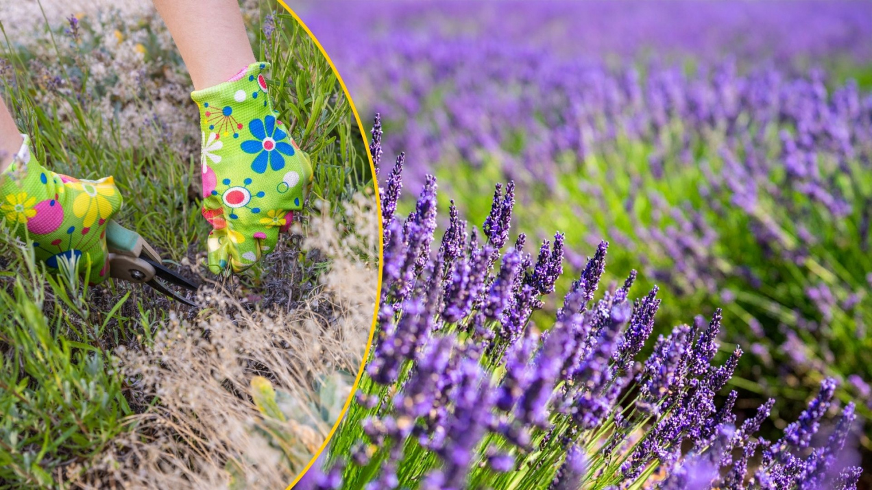 Lawenda kwitnąca całe lato? Ten jeden zabieg w marcu zapewni spektakularny efekt