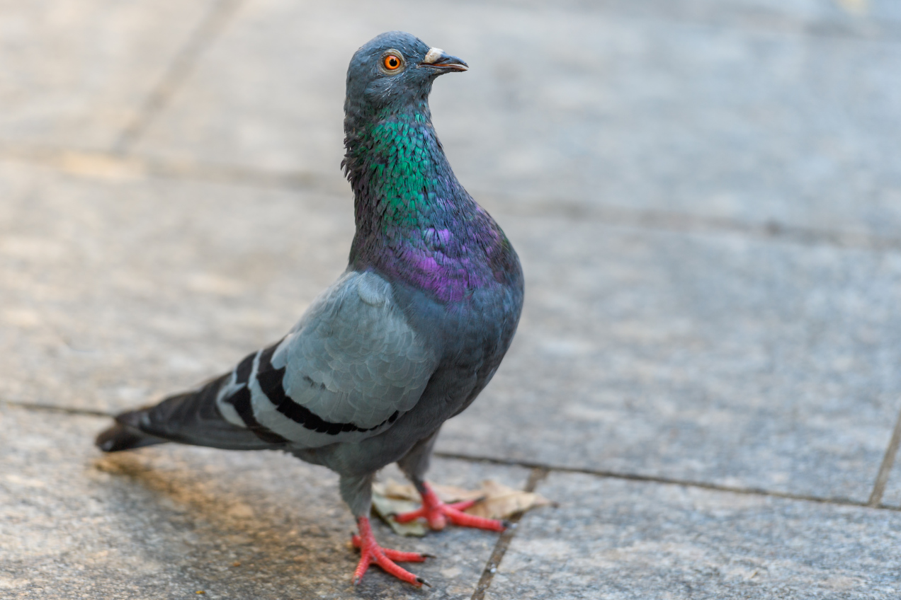 Dlaczego nigdy nie widziałeś małego gołębia? Odpowiedź jest prostsza niż myślisz