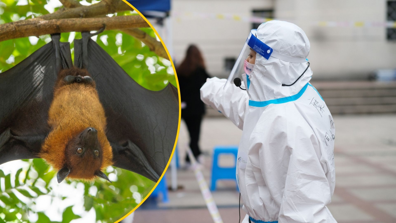 Wirus Nipah znów atakuje Azję. Przenoszą go nietoperze, a nikt nie wymyślił jeszcze leku!