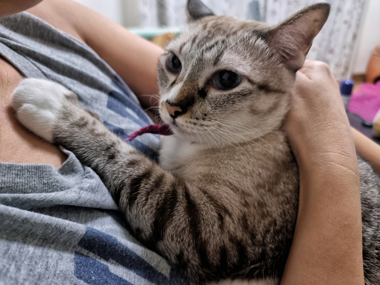 Dlaczego kot kładzie na tobie łapki? Oto, co naprawdę chce ci powiedzieć!