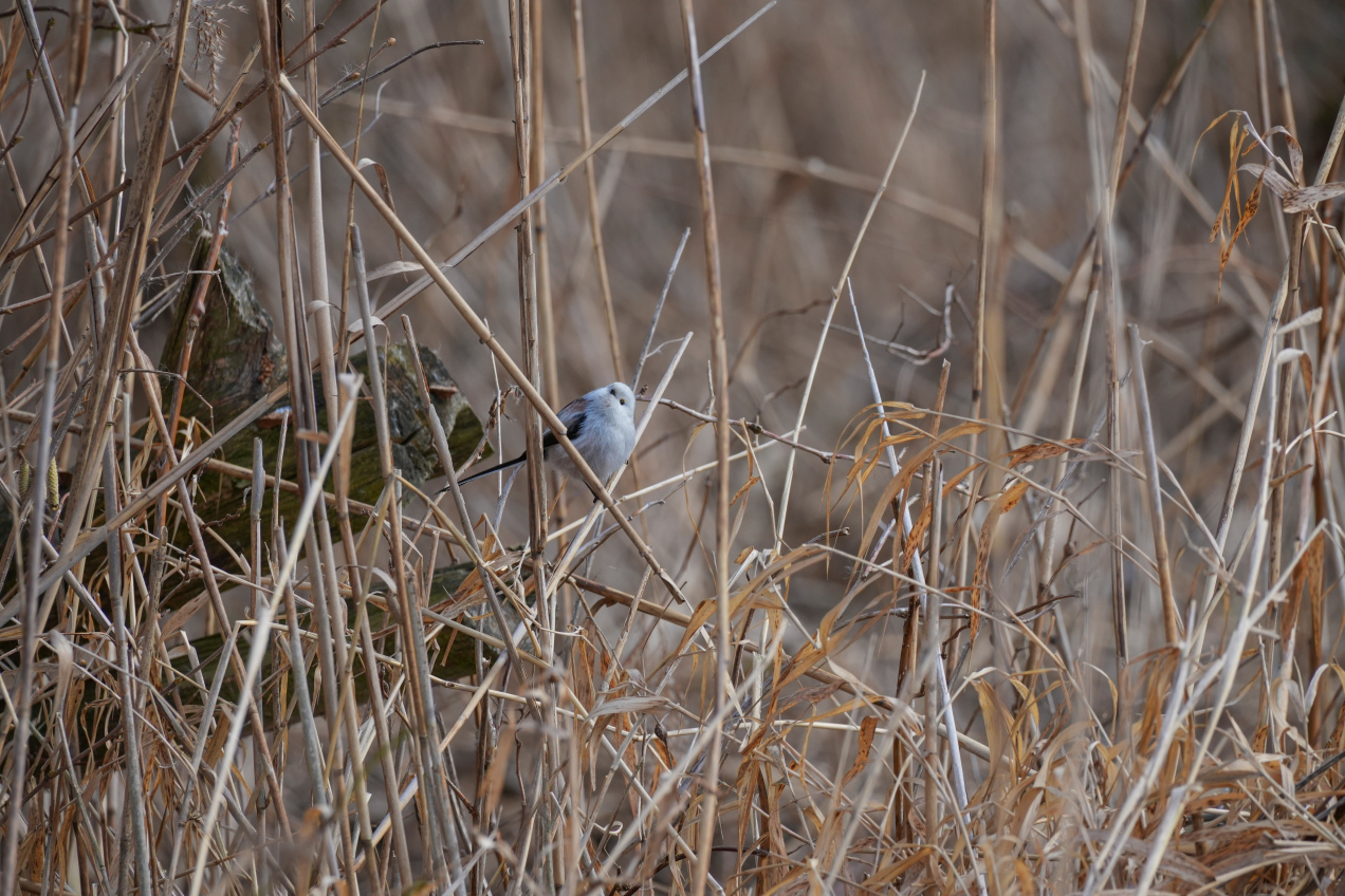 Wybrano ptaka roku 2025. Mówią, iż jest „najsłodszy na świecie”