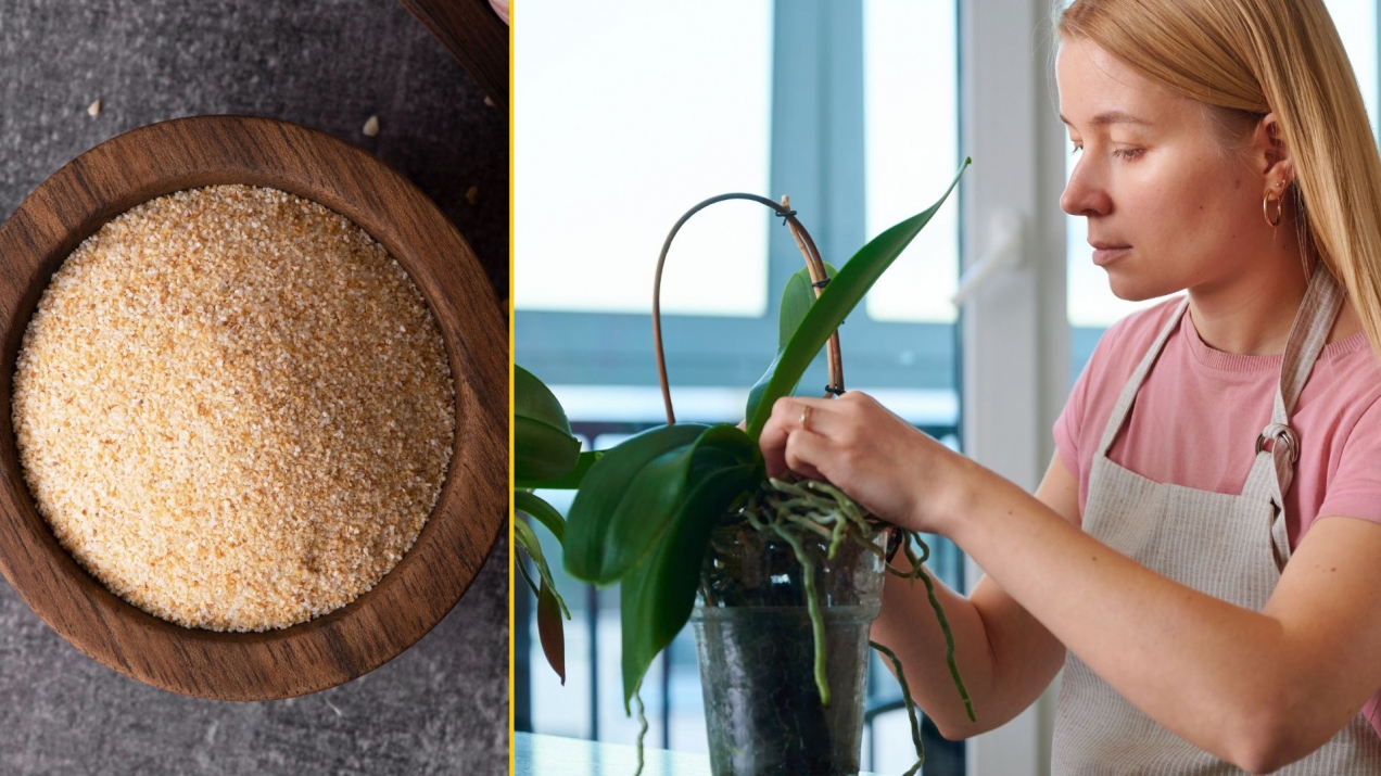 Wsyp dwie łyżeczki do doniczki. Storczyk wypuści nowe pędy szybciej, niż myślisz