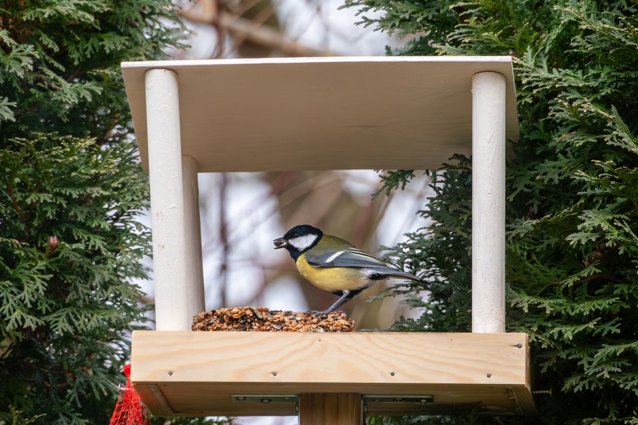 Sikorki zlatują się do karmnika, kiedy ten przysmak w nim jest. Dlaczego warto mieć je blisko?