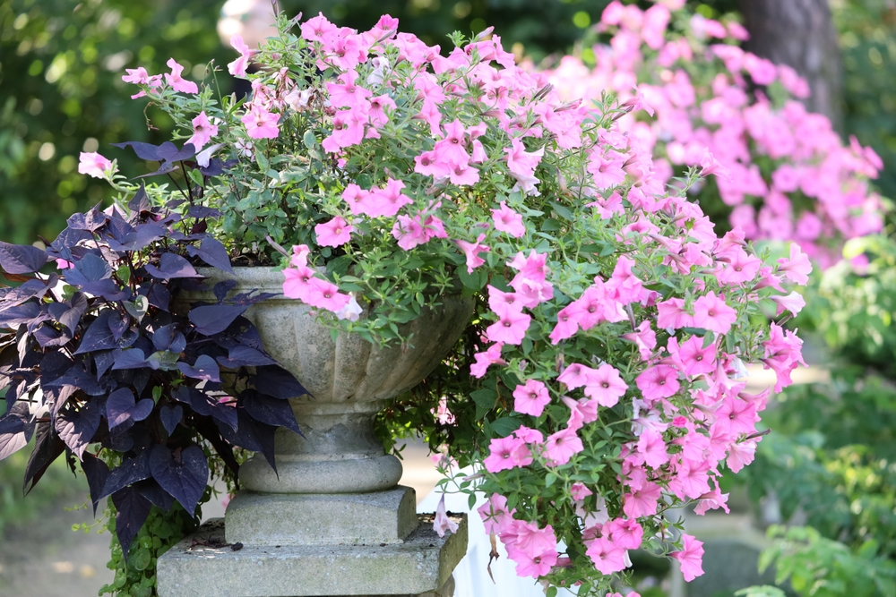 Po co wydawać 8 zł, jak można mieć za darmo? Genialny patent na darmowe surfinie