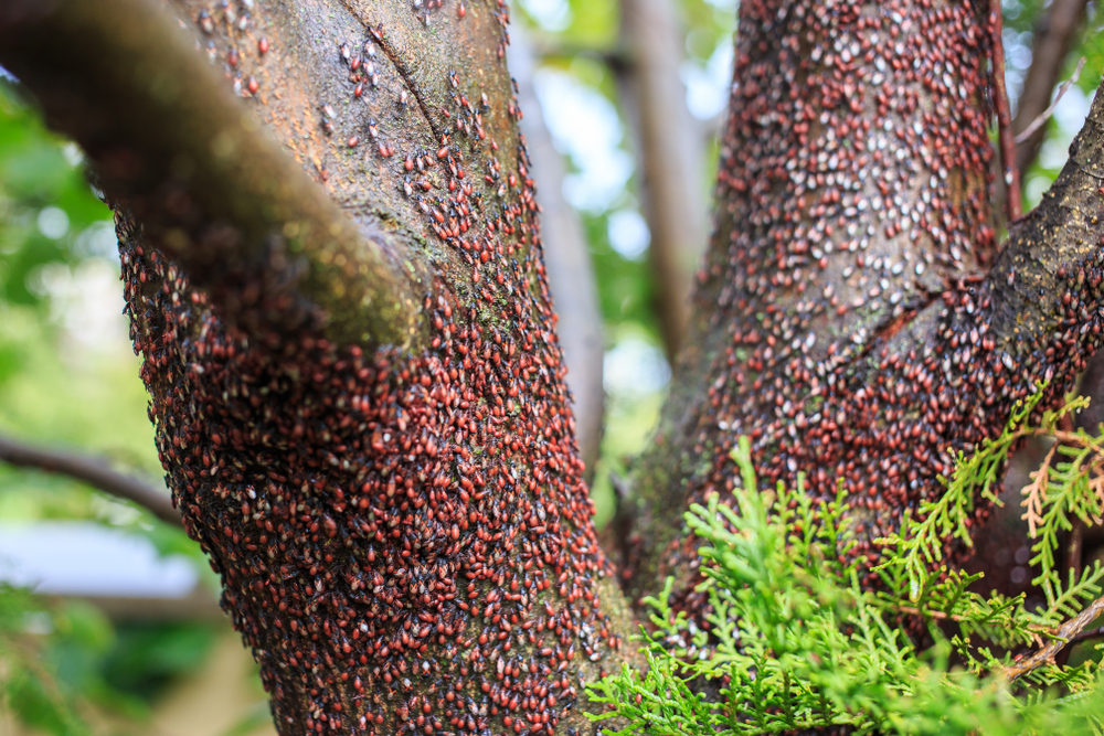 Uwaga na nowego szkodnika! Pojawił się w Polsce i atakuje drzewa