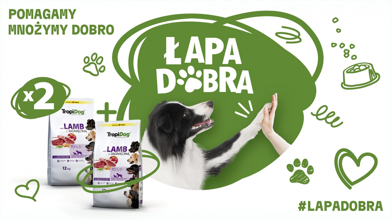 Schroniska w całej Polsce od lat mierzą się z tymi samymi problemami. Brakiem funduszy i przepełnionymi boksami.