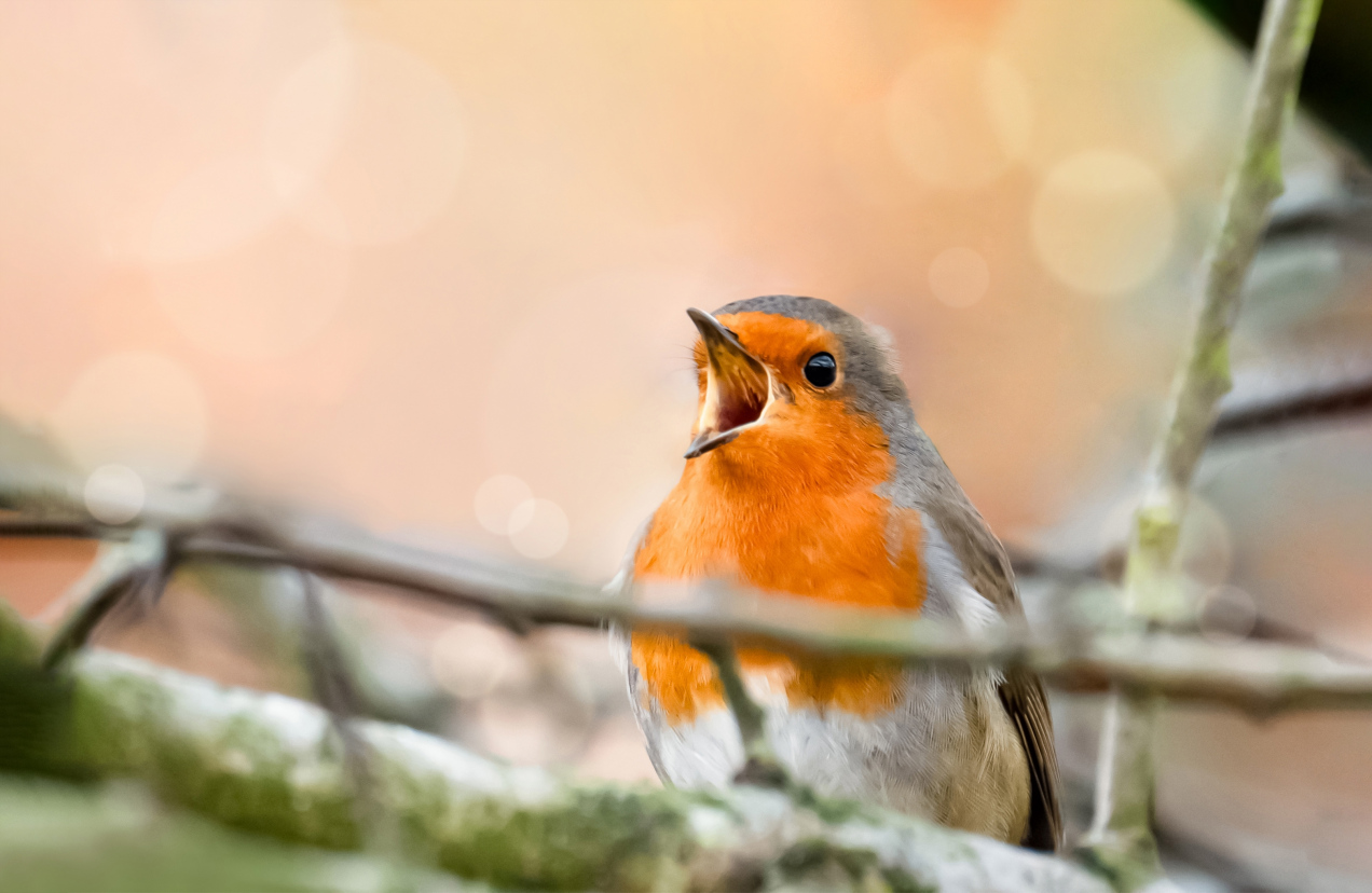 Ostrzeżenie dla osób mających rudziki w ogrodzie. Wiele osób o tym nie wie