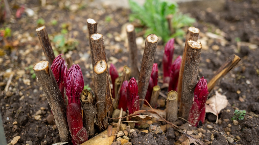Zrobisz to teraz, a w maju twoja piwonia będzie uginać się od kwiatów