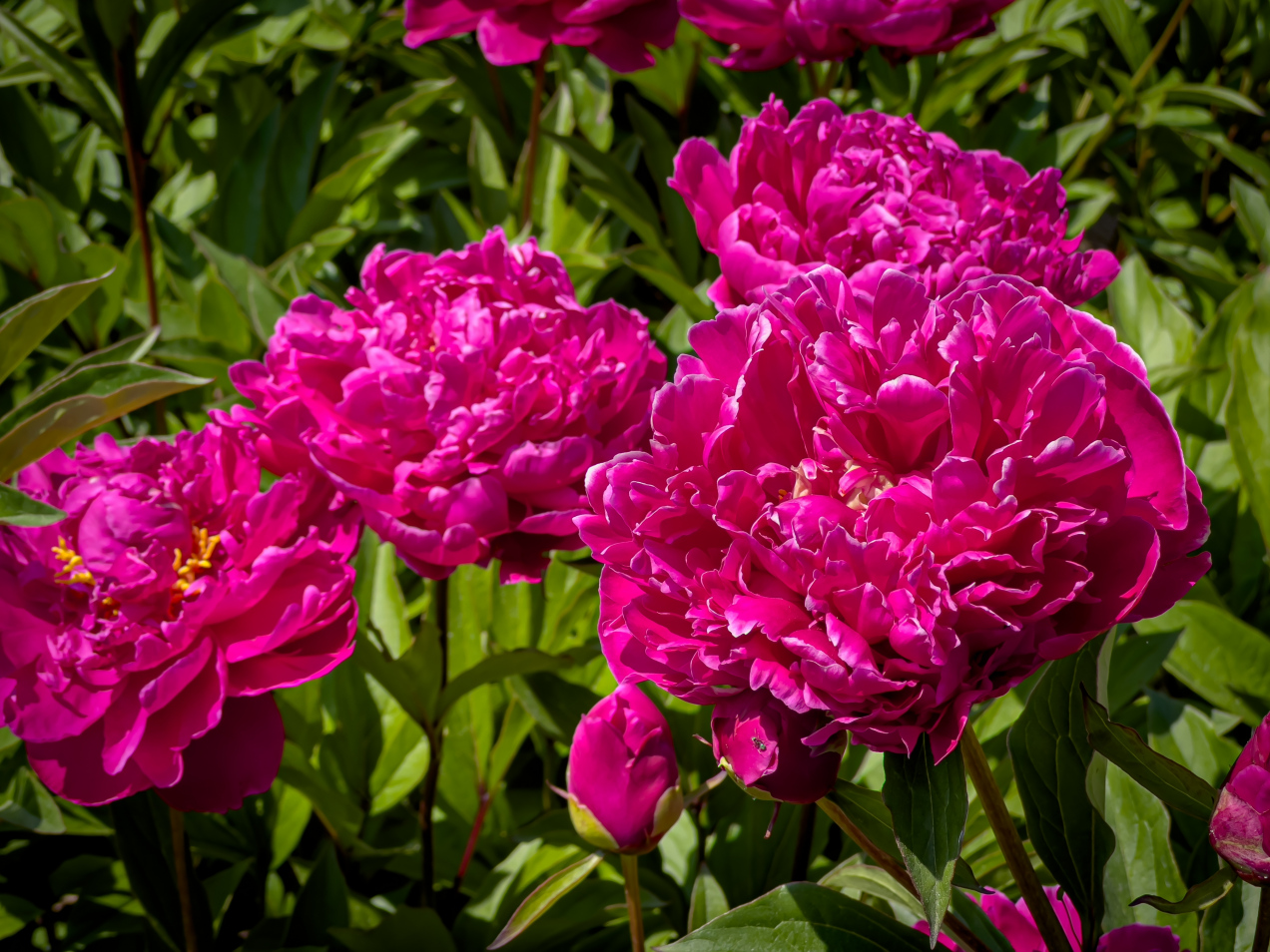 Pamiętasz ich zapach? 12 kwiatów z ogrodu babci, które musisz mieć u siebie