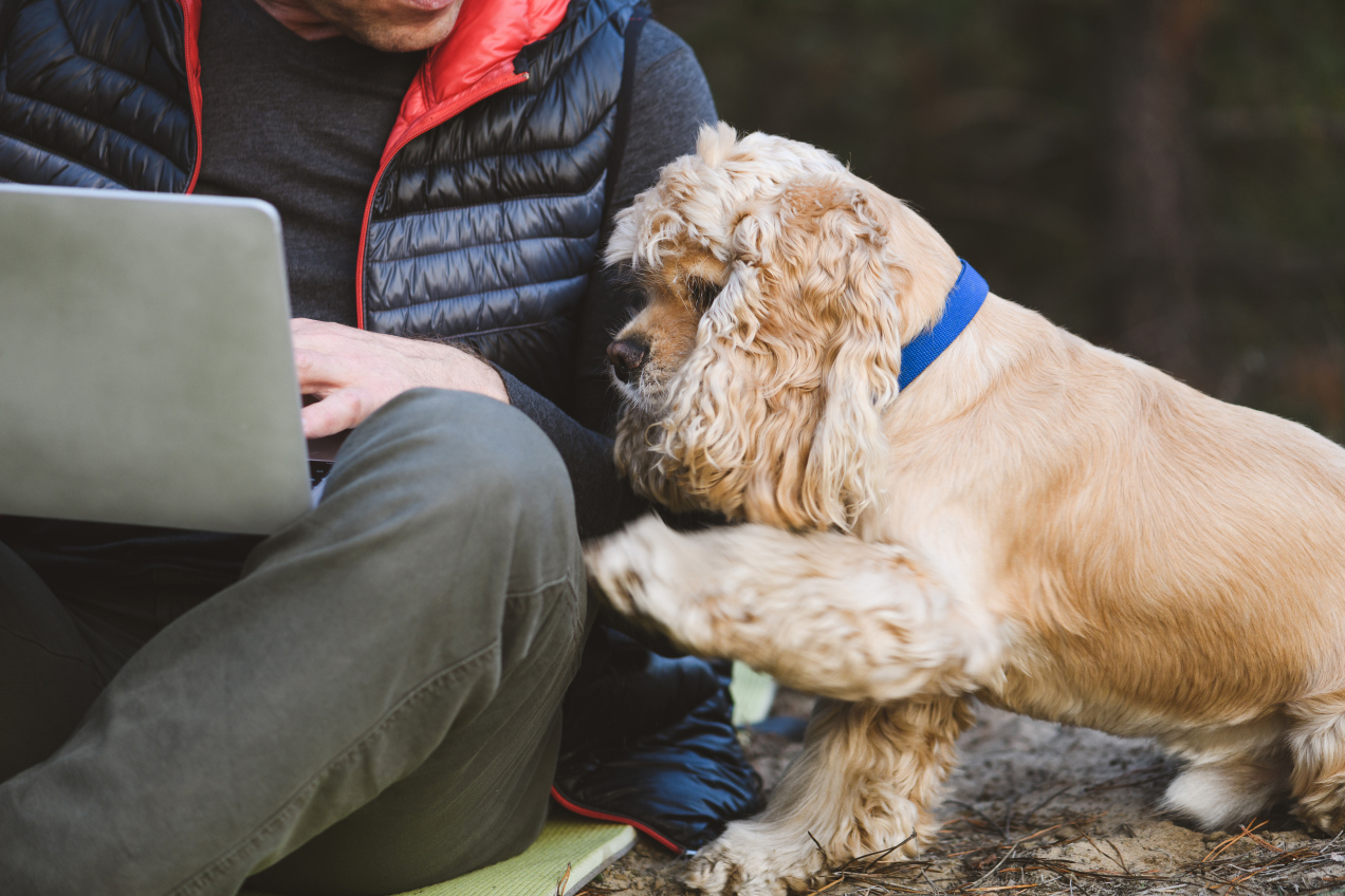 Co znaczy, jak pies zaczepia łapą? To istotny sygnał. Ekspertka wyjaśnia: „pies mówi…”