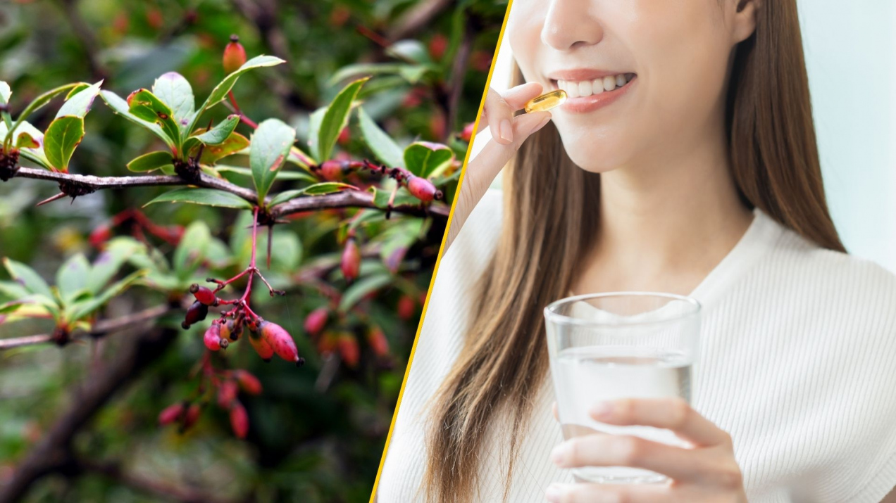 Czy berberyna naprawdę działa jak „naturalny Ozempic”? Eksperci rozwiewają wątpliwości