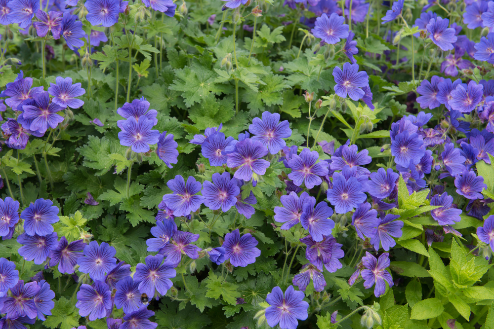 Bodziszek: genialny „wypełniacz” rabat. Wyrasta zamiast chwastów i odstrasza ślimaki