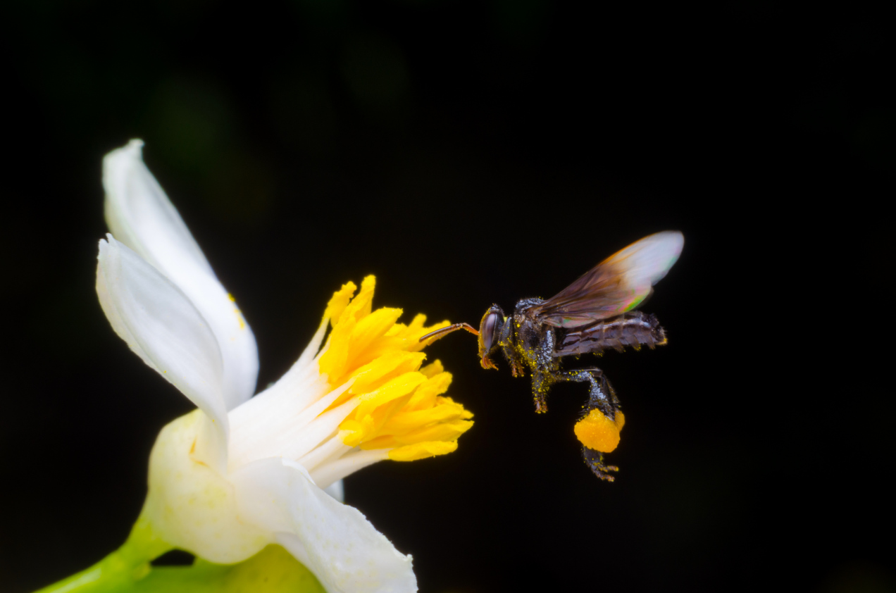 Po raz pierwszy w historii. Pszczoły zyskały własne prawa