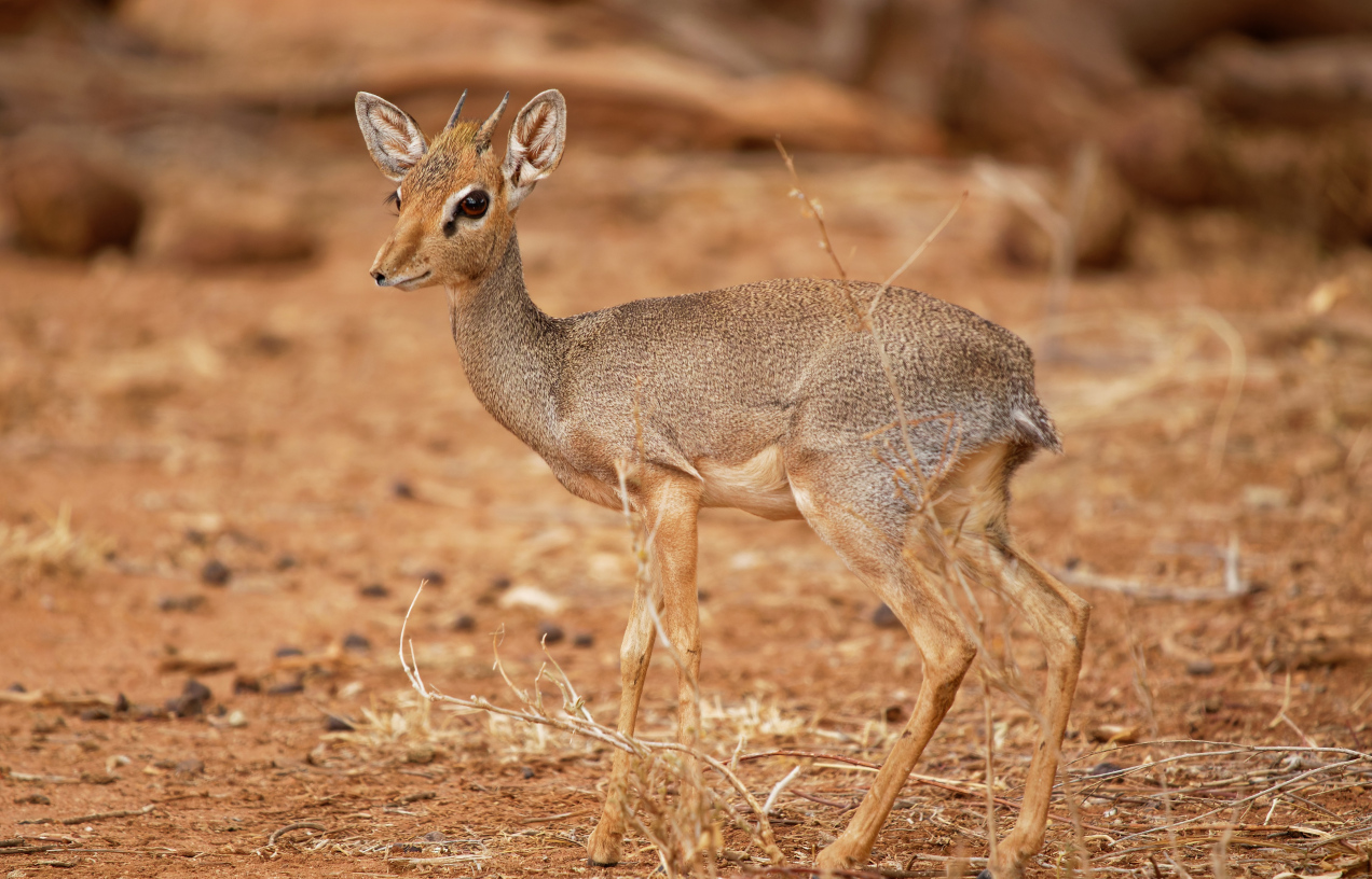 Wrocławskie ZOO poinformowało oficjalnie. To już pewne