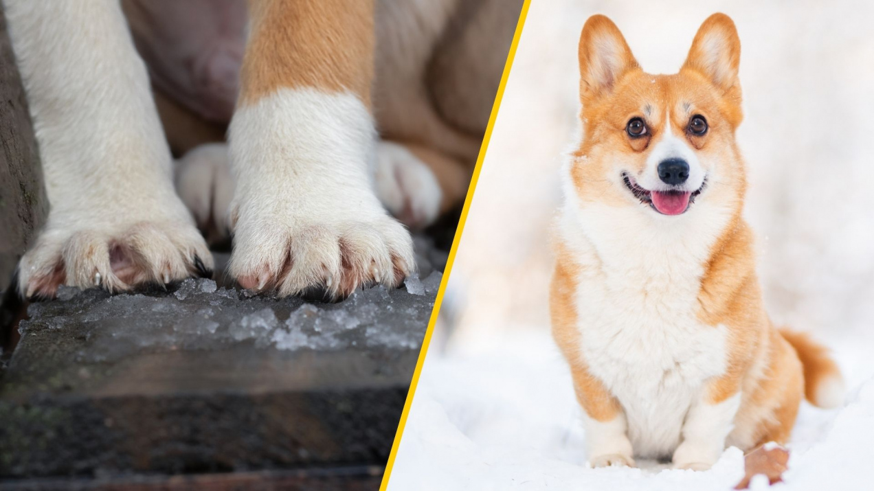 Czy sól na chodniku szkodzi psim łapom? Wiele osób o tym nie wie. Ekspertka rozwiewa wątpliwości