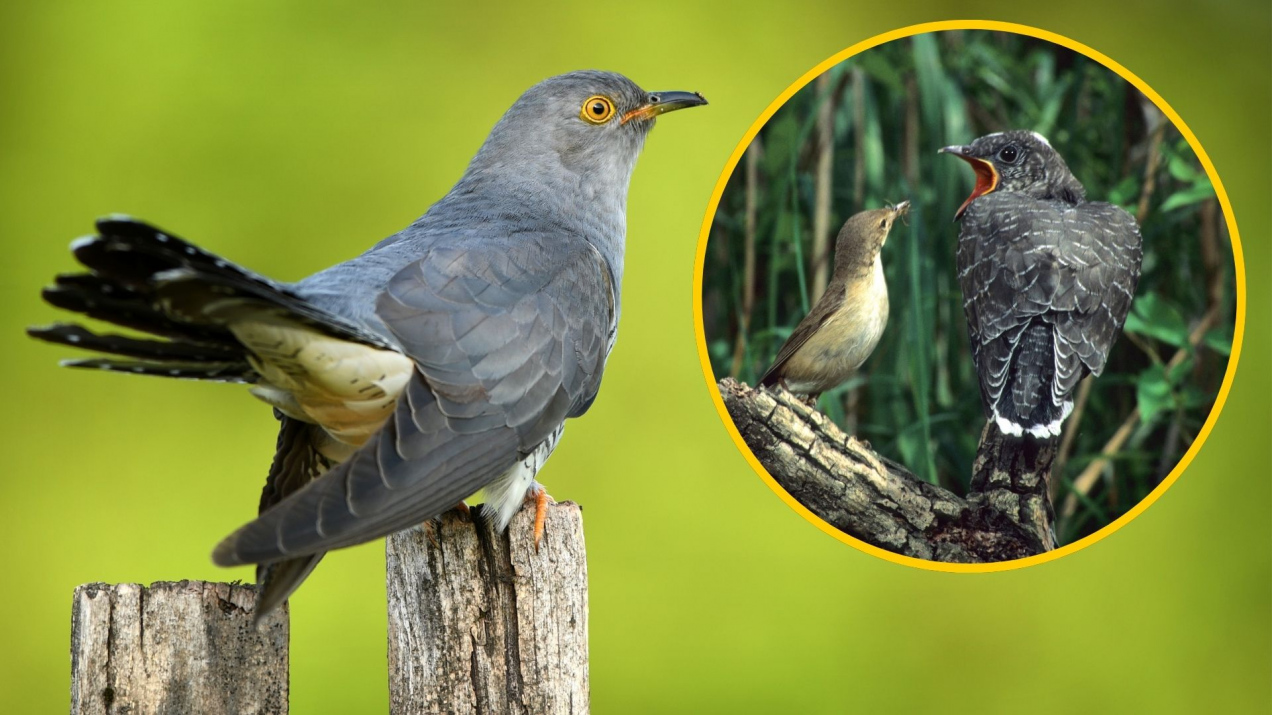 Dlatego ten ptak podrzuca jaja do cudzych gniazd. Mało kto o tym wie
