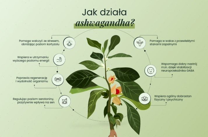 Przemęczenie i napięcie? Sprawdzamy, czy ashwagandha naprawdę działa