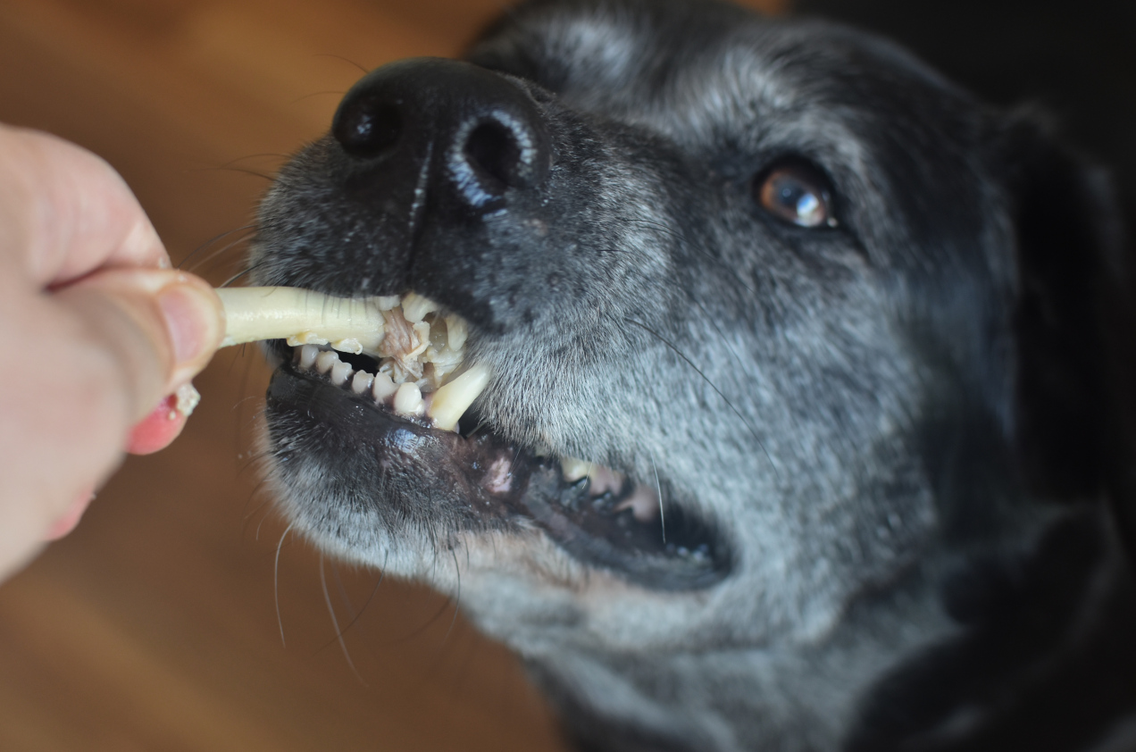 Czy pies może jeść kości z kurczaka? Ekspertka rozwiewa wątpliwości