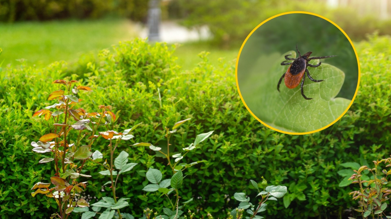 Kleszcze w ogrodzie? Mało kto zna ten prosty trik, za pomocą którego znajdziesz ich siedlisko!