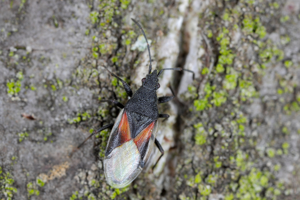 Egzotyczny robal pojawił się w Polsce i niszczy drzewa! Może być w twoim ogrodzie