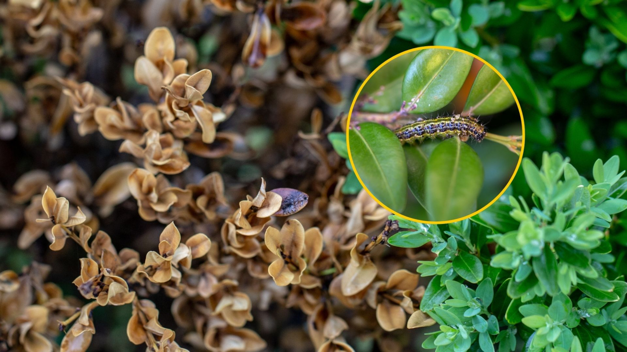 Zmieszaj i spryskaj ogród jeszcze zimą. Tak ochronisz się przed szkodnikiem