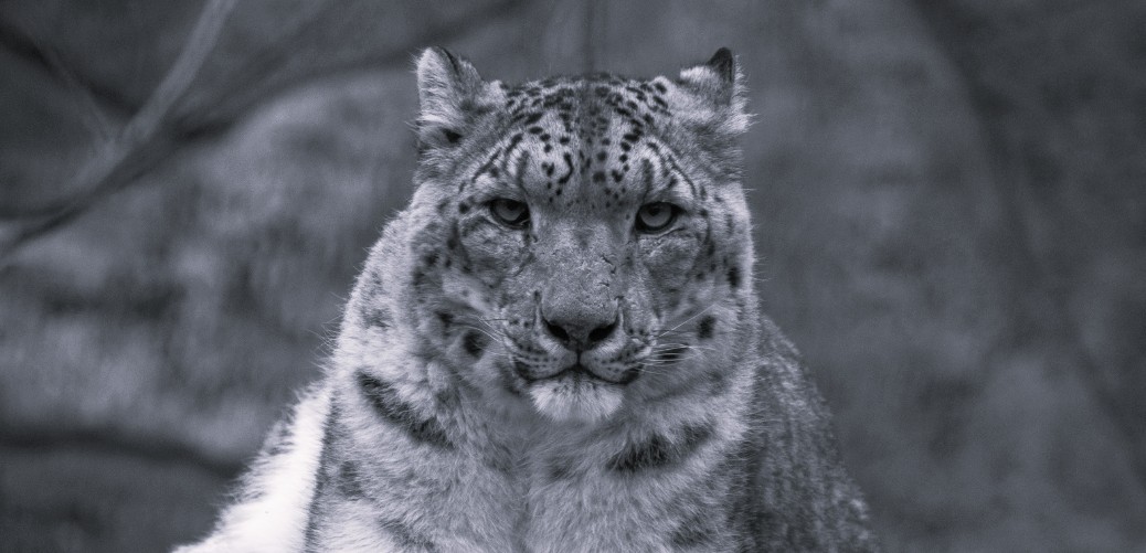 „Z ogromnym smutkiem informujemy…”. Smutne pożegnanie Lohlana w Śląskim Ogrodzie Zoologicznym