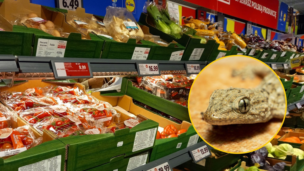 Znalazła żywego gekona w rukoli. Lidl wydał komunikat