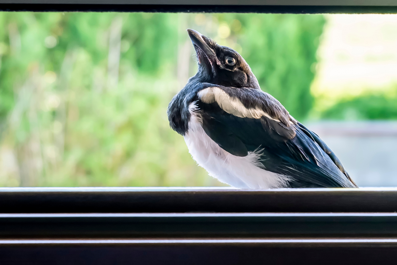 Ostrzeżenie dla osób mających srokę w ogrodzie. Nie wszyscy wiedzą, co zwiastuje ten ptak na parapecie