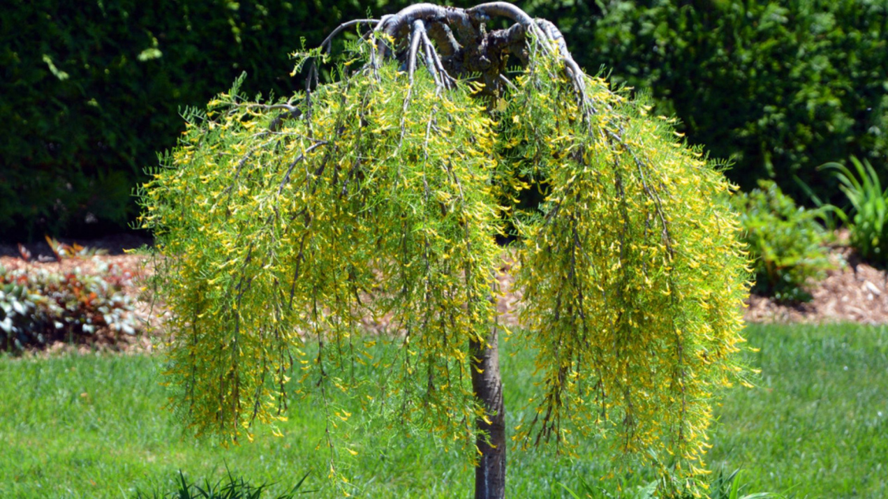 Najlepsze całoroczne drzewka na balkon. Nie tracą liści i wolno rosną