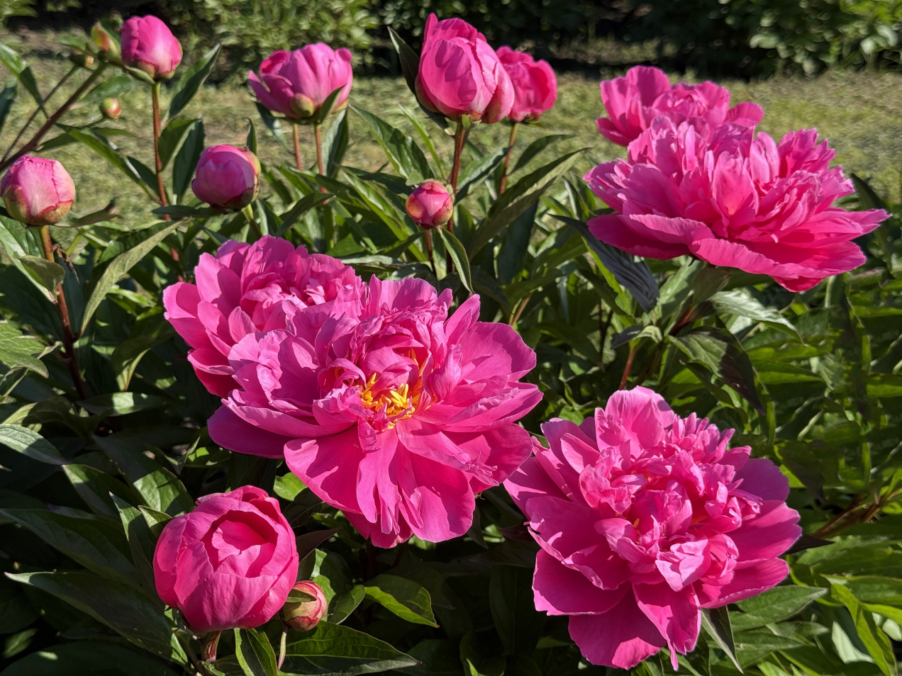 Jeden błąd i peonie nigdy nie zakwitną. choćby milimetr ma znaczenie