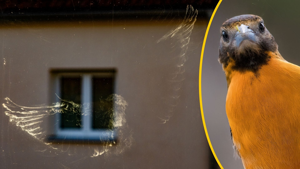 Co znaczy, jeżeli ptak uderzy w okno? Nie wszyscy znają zasadę 3xC