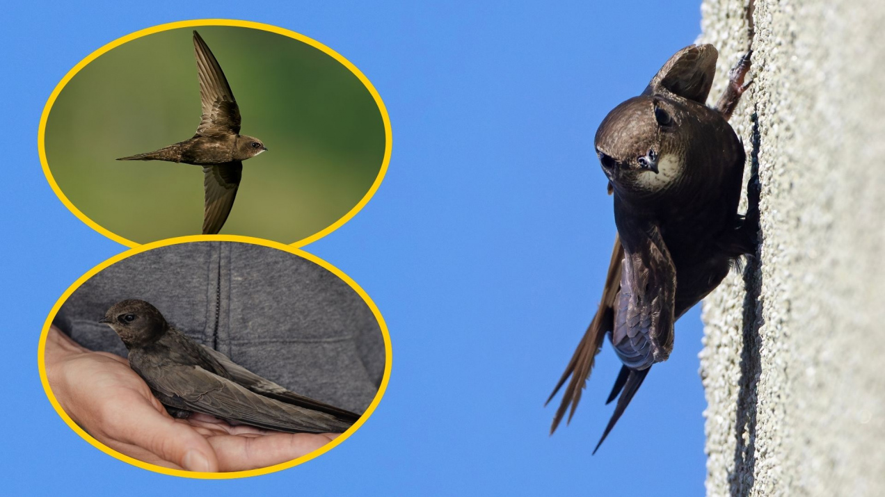 Co oznacza, gdy jerzyk pojawia się w pobliżu domu? Nigdy nie popełniaj tego błędu, gdy zobaczysz