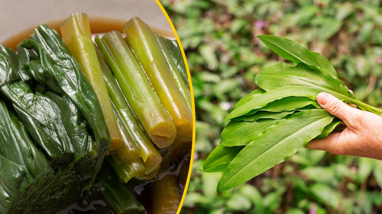 Najlepsza roślina w Polskich ogródkach. Ten naturalny antybiotyk, który można kisić. Poznaj prosty przepis