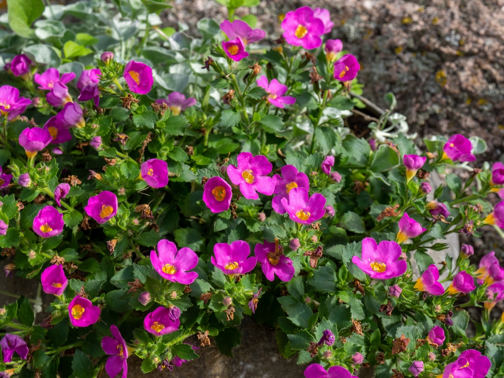 Pelargonie i surfinie odchodzą do lamusa. W tym sezonie na balkonach królują te kwiaty!