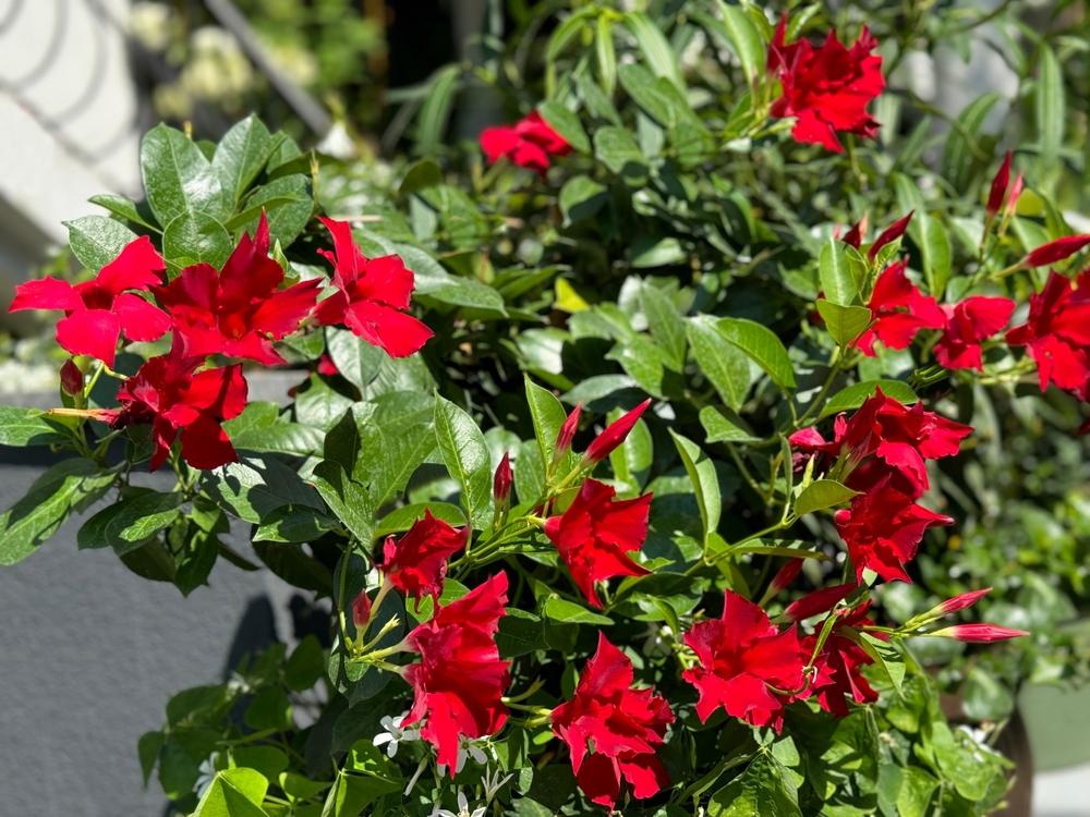 Dipladenia zrobi tropikalny raj z każdego balkonu! Dorasta do 4 m!