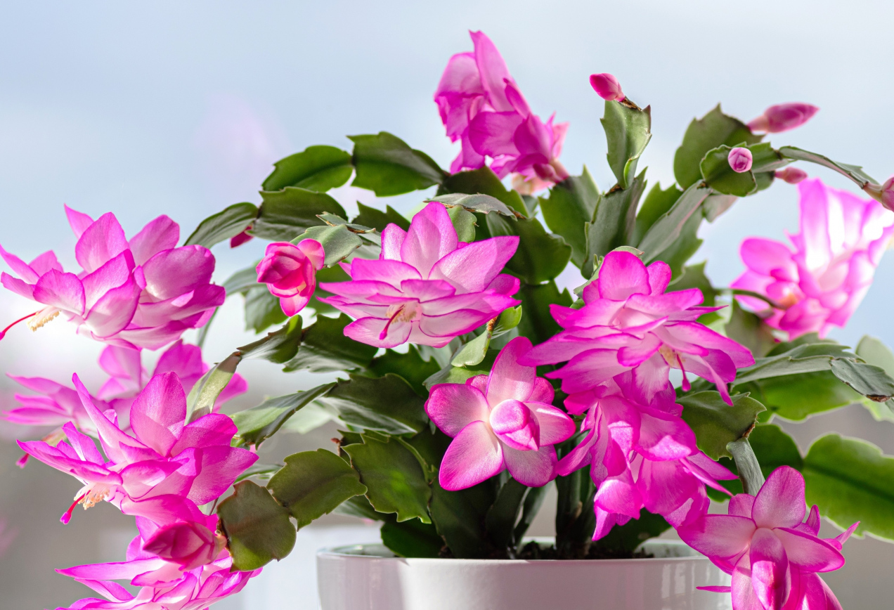 Dodaję do ziemi, a kwiaty rosną jak szalone. Domowy trik