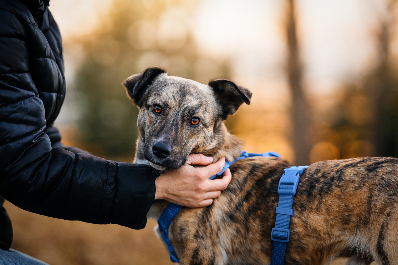 Po tym poznasz, iż pies się starzeje. Wiele osób nie zwraca uwagi na te objawy. Eksperci wyjaśniają