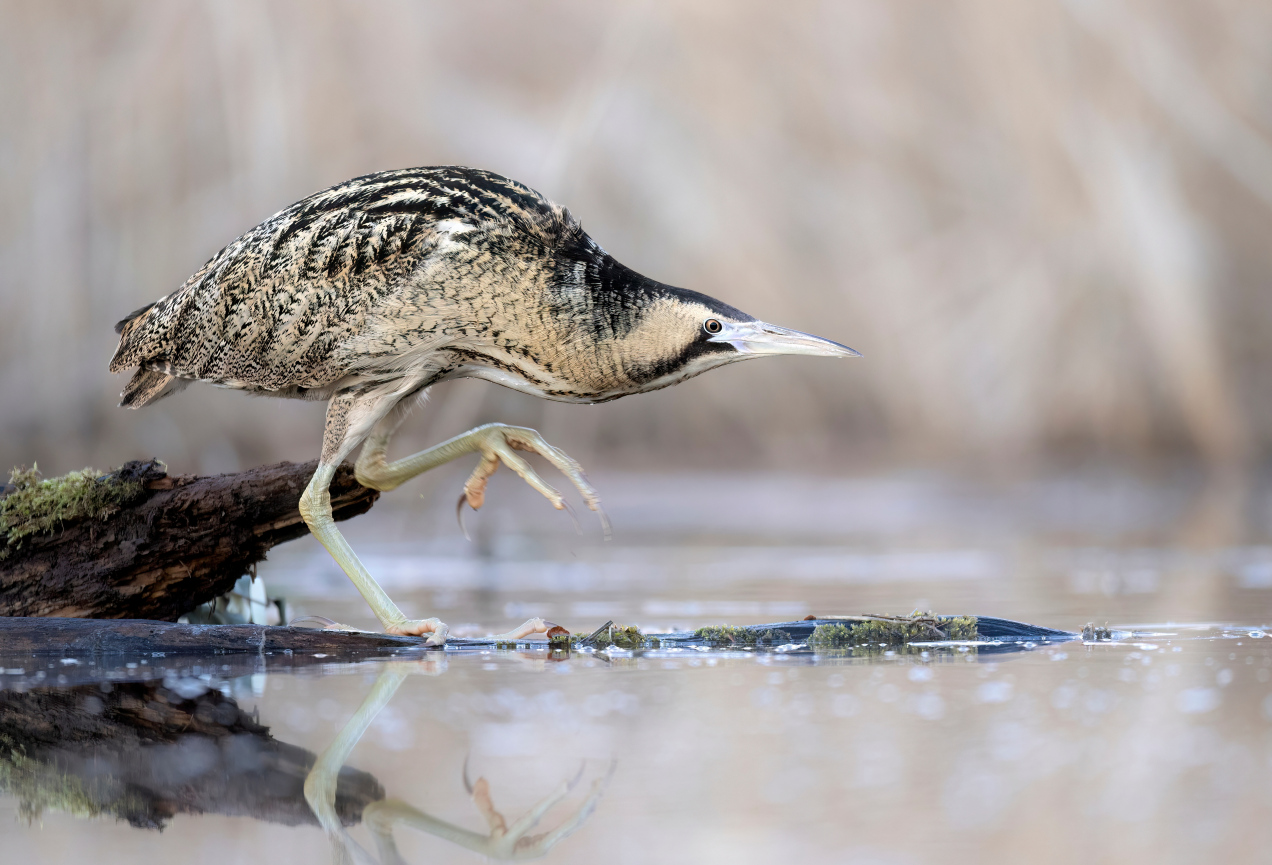 Nad jeziorem słyszysz dźwięk przypominający dmuchanie w pustą butelkę? To może być bąk. Co zwiastuje?