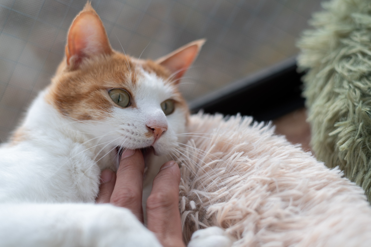 Podczas głaskania kot nagle gryzie cię w rękę? Właściciele myślą, iż to agresja, a prawda jest zupełnie inna!