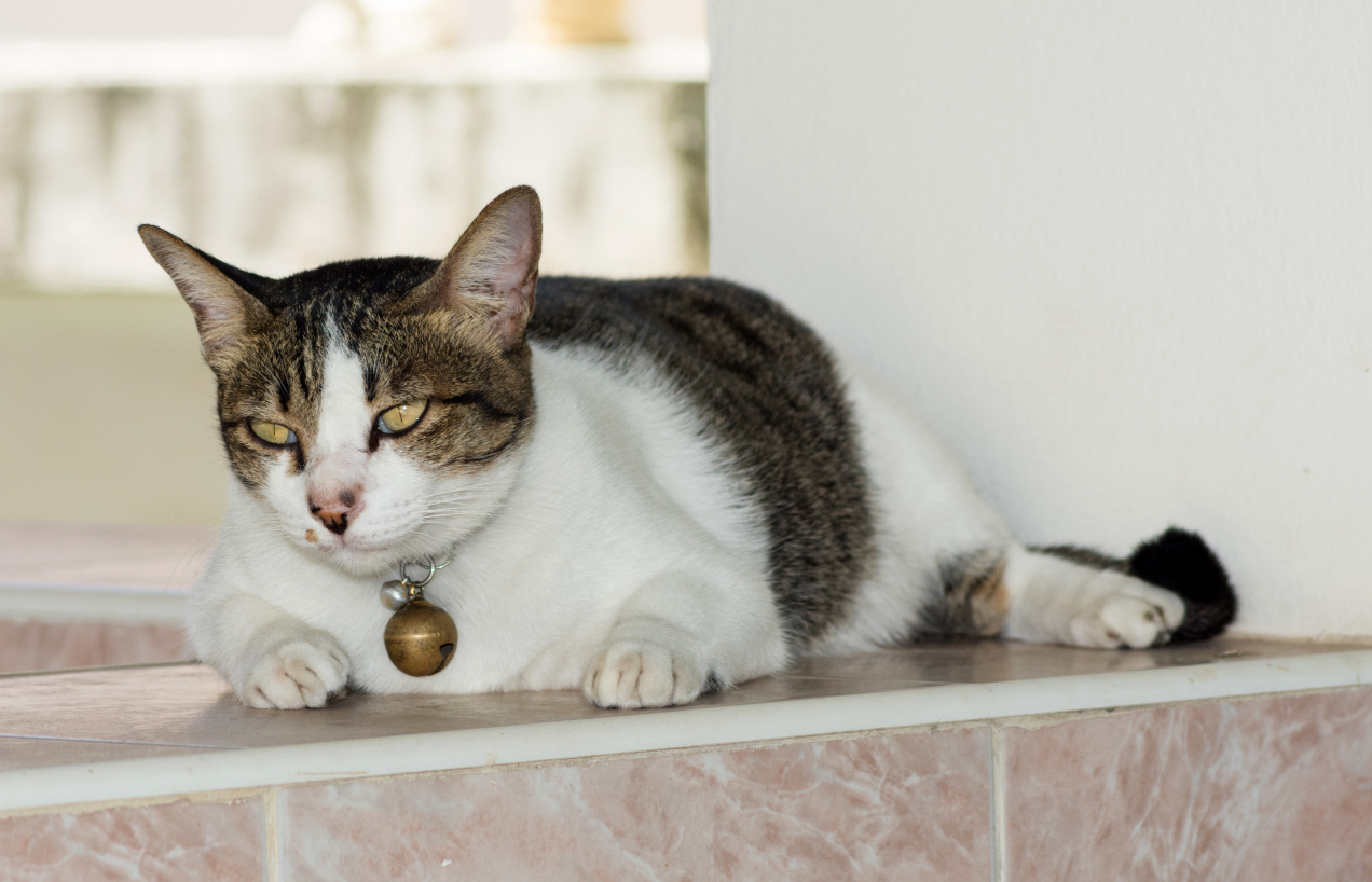 Nie lekceważ tego objawu u kota! Taka pozycja ogona może być sygnałem problemów