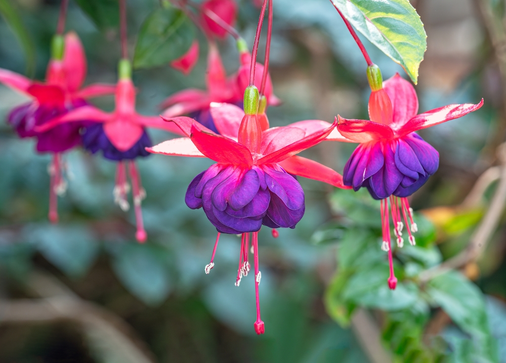 Takiego balkonu pozazdroszczą ci sąsiadki! Oto kwiaty balkonowe zwisające lubiące słońce!