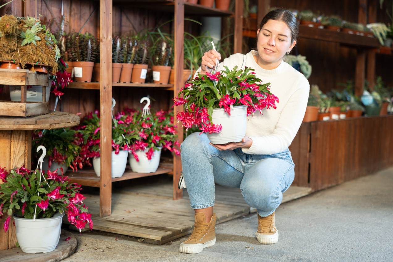 Podlewam grudnik raz w miesiącu. Kaktus Bożego Narodzenia pięknie kwitnie, bo dodaję do wody jeden składnik z apteczki
