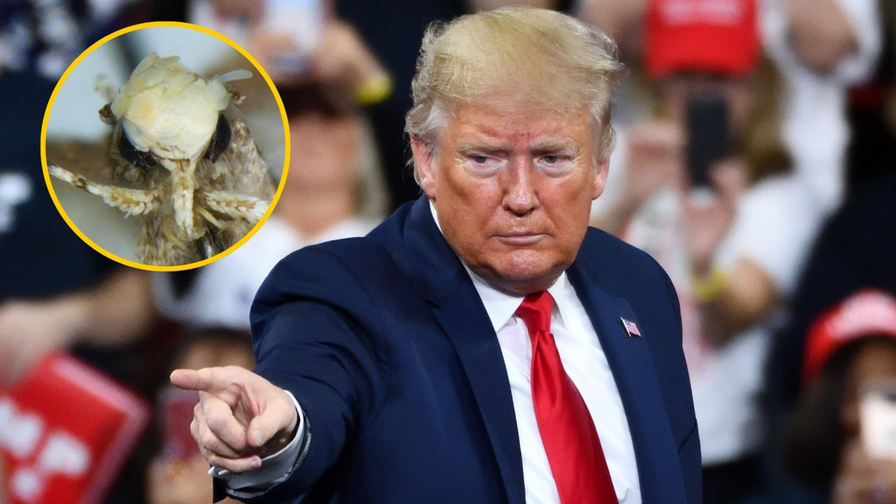 Motyl nazwany na cześć Trumpa. Ma zadanie specjalne