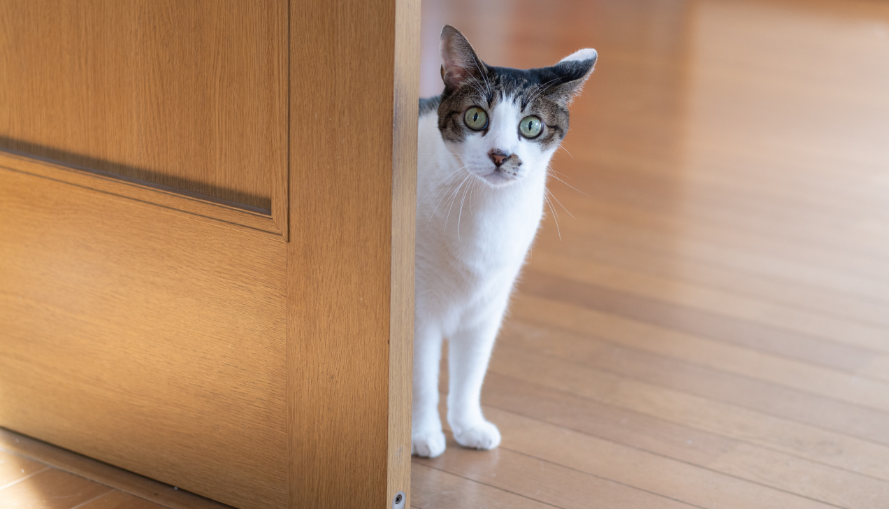 Kot wchodzi za tobą choćby do łazienki? Sprawdź, dlaczego zwierzak nie odstępuje cię ani na krok