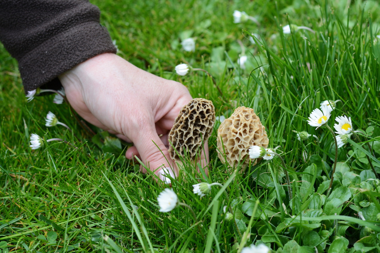 Wyglądają jak plaster miodu i smakują obłędnie. Sprawdź, czy masz te grzyby w ogrodzie